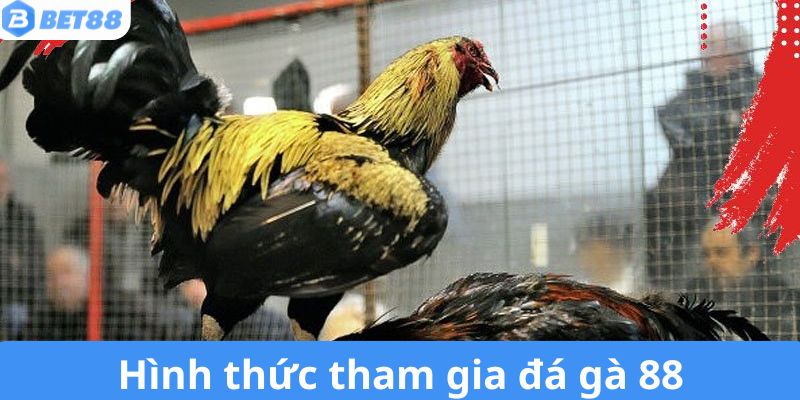 Các thể loại chọi gà 88 được hội viên đặc biệt yêu thích